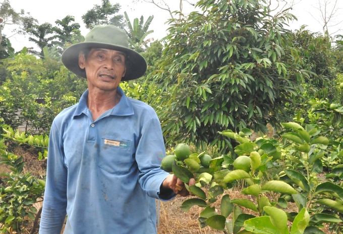 The province has received 8 applications for new production unit codes in 2024 to facilitate exports. Within this group, four petitions for seedless lime (originating from Nga Bay City) requested production unit codes for exports to New Zealand and Europe. In order to export durian to the Chinese market, three documents (from Chau Thanh, Chau Thanh A, and Nga Bay City) requested codes. Photo: Trung Chanh.