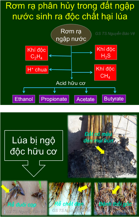 Vấn đề ngộ độc hữu cơ đầu vụ đông xuân thật sự là yếu tố gây bất lợi cho sự sinh trưởng của cây lúa, cần phải được giải quyết tốt. Ảnh: Bảo Vệ.