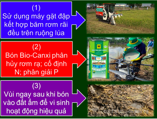 Quy trình xử lý rơm rạ sau thu hoạch để tái tạo cho đất sức khoẻ. Ảnh: Bảo Vệ.