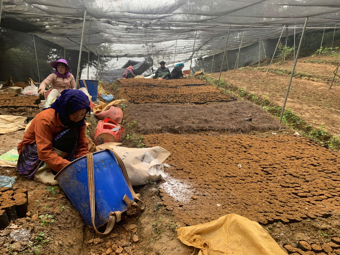 The area where panax pseudoginseng is grown in pots in Bac Ha. Photo: H.D.