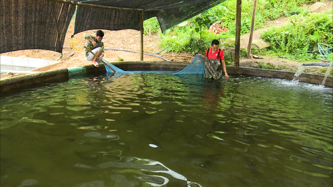 Farming specialty fish does not require a large area, yet it brings high economic benefits. Photo: Ngoc Tu.