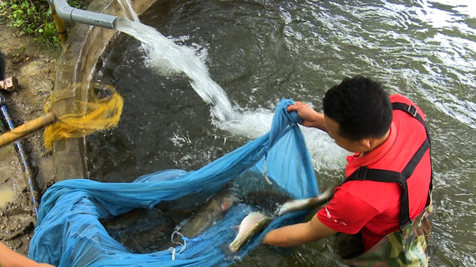 Many successful cold-water fish farming models have been developed in Phieng Phang village (Yen Duong Commune). Photo: Ngoc Tu.