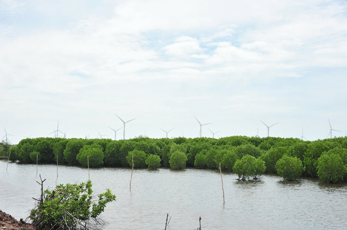 The conservation of mangrove forests and green energy is a top priority for Vietnam. Photo: Le Hoang Vu.