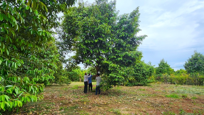 Mật độ trồng sầu riêng hợp lý, tạo độ thông thoáng cho đất là biện pháp nhà vườn có thể thực hiện ngay để nâng cao chất lượng đất. Ảnh: Kim Anh.