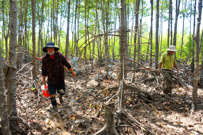 Vietnam is committed to contributing to global blue carbon wealth. Photo: Le Hoang Vu.