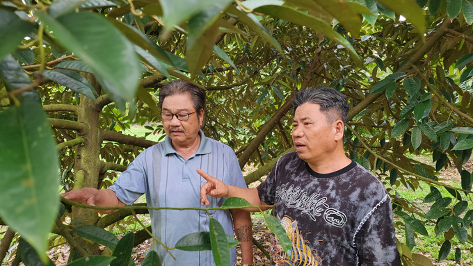 Nhiều mô hình canh tác sầu riêng an toàn, bền vững đã và đang được TP Cần Thơ triển khai. Ảnh: Kim Anh.