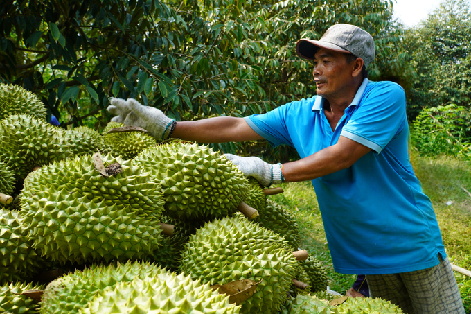 Can Tho City has established 66 durian-growing areas spanning nearly 1,500 hectares with the aim of exporting to the Chinese market. Photo: Kim Anh.