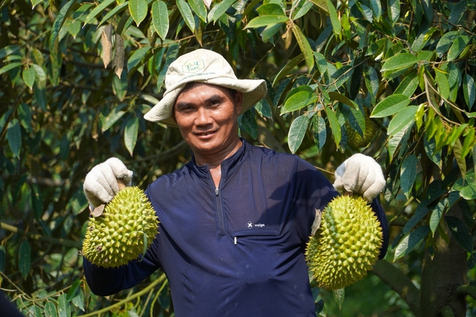 Chiến lược phát triển sầu riêng Cần Thơ là bảo vệ đất, nâng cao chất lượng sản phẩm, đáp ứng các tiêu chuẩn của thị trường nhập khẩu. Ảnh: Kim Anh.