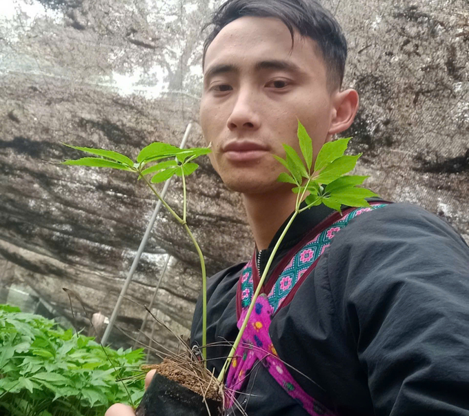 Mr. Sung Seo Binh has now mastered the technique of propagating panax pseudoginseng seedlings. Photo: H.D.