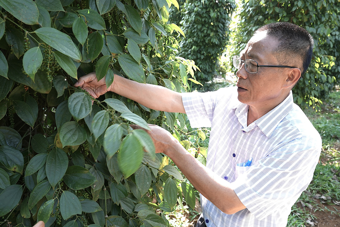 Mr. Ho Gam, Chairman of the Dak Nong Farmers' Association, is very impressed with the approach of the Binh Tien Organic Pepper Cooperative. Photo: Hong Thuy.