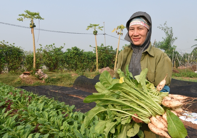 Thu hoạch củ cải tại trang trại Gen Xanh. Ảnh: Dương Đình Tường.