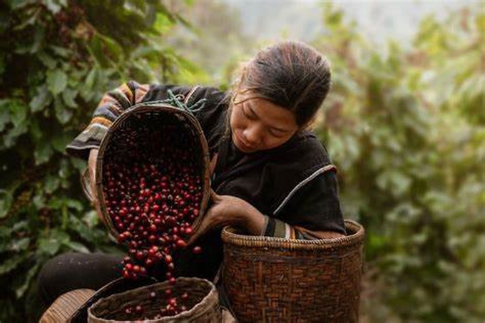 Coffee growers in Gia Lai need to focus on intensive farming and increase productivity with technical solutions.