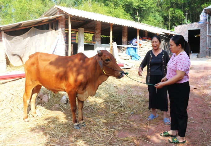 Bà Nguyễn Thị Thanh (áo đen) được cán bộ khuyến nông phụ trách xã Nga My, huyện Phú Bình, tỉnh Thái Nguyên hướng dẫn chăm sóc sức khỏe cho bò sinh sản. Ảnh: Phạm Hiếu.