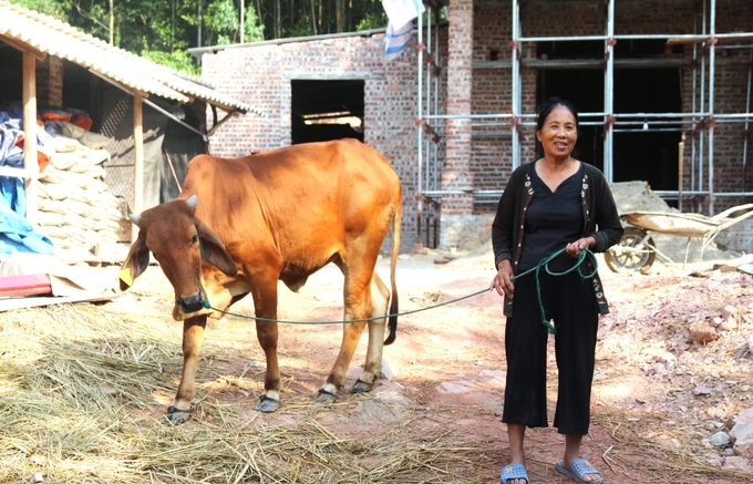 Có thêm con bò, tuy sẽ vất vả hơn nhưng bà con cũng thêm phấn khởi. Ảnh: Phạm Hiếu.