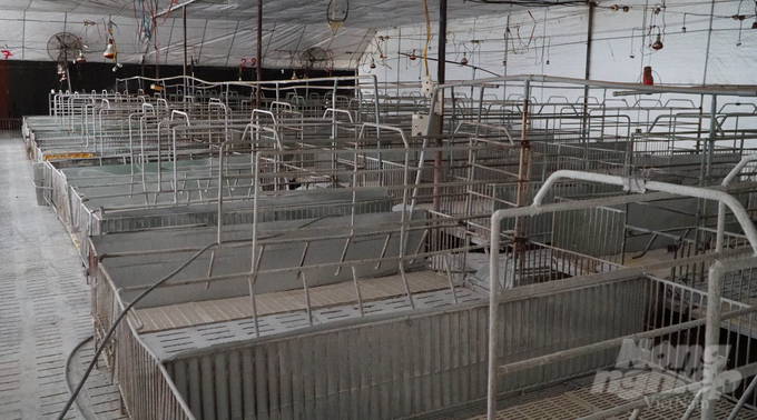 Many pig farms in Tay Ninh were left empty-handed when African swine fever swept through in 2019. Photo: Le Binh.