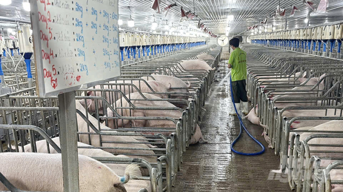 Biosecurity and vaccination are effective measures to stop African swine fever from harming farmers’ pig farms. Photo: Le Binh.