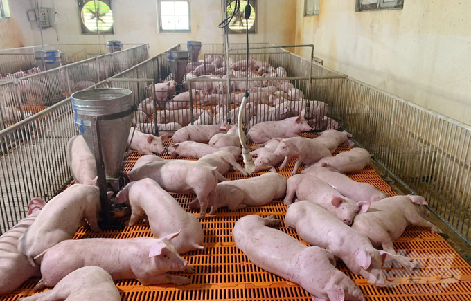 Tay Ninh's total pig herd is nearly 400,000, so effective prevention of African swine fever plays a vital role in the province’s livestock industry and stabilizes the market. Photo: Le Binh.