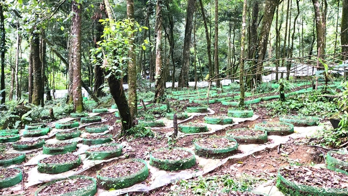 The Xo Dang people cultivating Ngoc Linh ginseng under forest canopies in Tu Mo Rong District. Photo: DL.