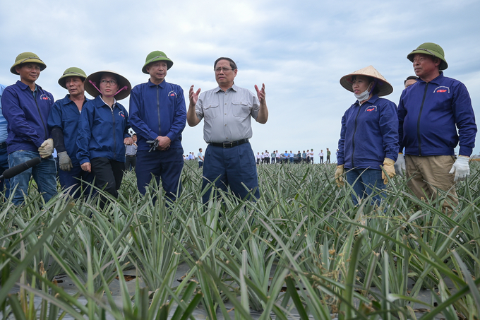 Thủ tướng Phạm Minh Chính trao đổi cùng các nông dân sản xuất dứa trên cánh đồng của Công ty Doveco tại Ninh Bình. Ảnh: Tùng Đinh.