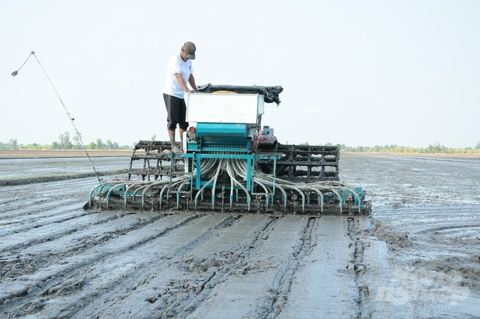 Can Tho city is launching a pilot model for the 1 million ha of high-quality rice project, with an area of 50ha at the Tien Thuan Cooperative in Vinh Thanh District, starting from the 2024 summer-autumn season. Photo: Le Hoang Vu.