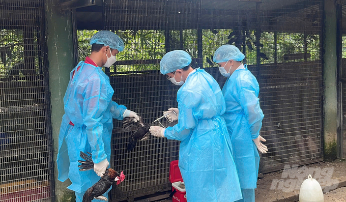 Dong Nai People's Committee requires localities to ensure a vaccination rate of over 80% for poultry flocks. Photo: Le Binh.