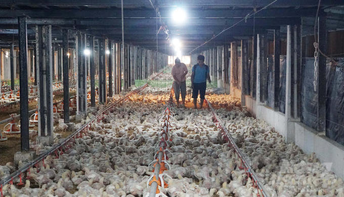 Concentrated livestock farms and cooperatives in Dong Nai also need to be extremely careful about the health of poultry flocks. Photo: Le Binh.