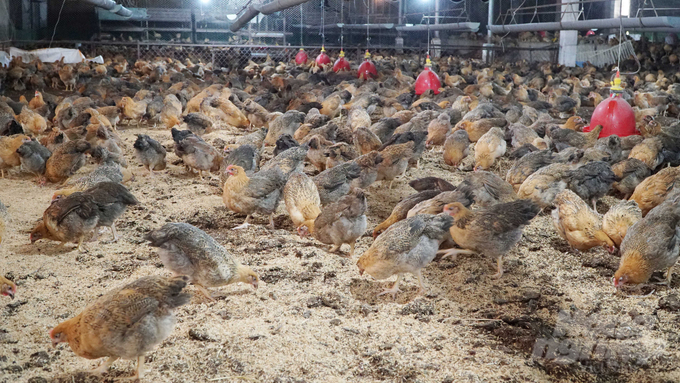 Having a large poultry population, Dong Nai needs to be more careful to trace and stop the source of the disease, otherwise the consequences will be unmeasurable. Photo: Le Binh.