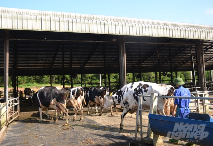 Ho Toan Dairy Farm is a pioneer in disease-free livestock farming in Tuyen Quang. Photo: Dao Thanh.