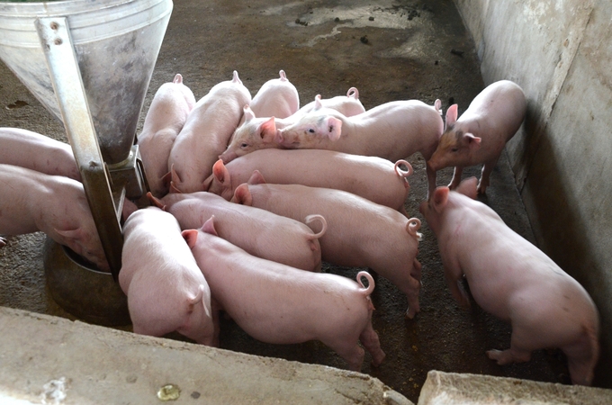 Disease-free livestock farming helps many large-scale livestock farms in Tuyen Quang avoid disease. Photo: Dao Thanh.