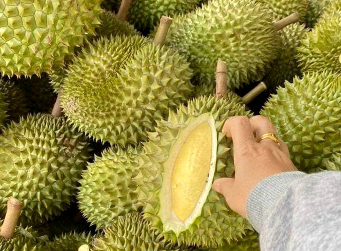 Durian exports have exceeded USD 3 billion. Photo: Son Trang.