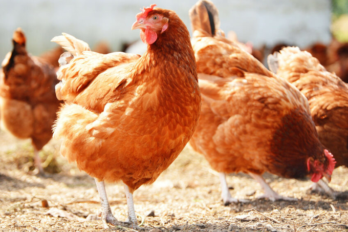 Flox CEO Imtiaz Shams highlighted how intelligent technologies were making a real difference to poultry farmers to increase their productivity while promoting poultry welfare and sustainability. Photo: Canva.