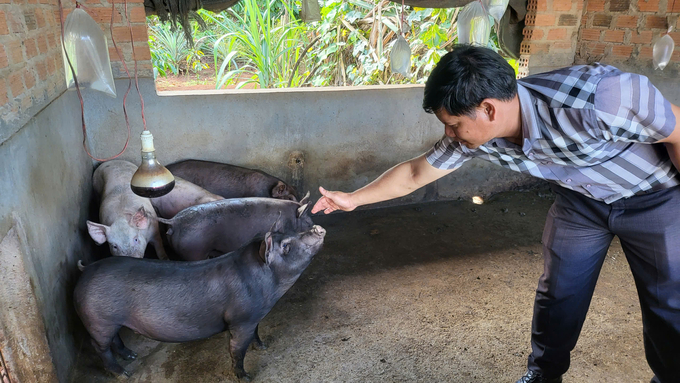 Cán bộ Trung tâm Dịch vụ nông nghiệp huyện Chư Păh kiểm tra đàn lợn bị bệnh. Ảnh: Đăng Lâm.