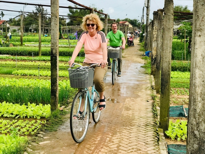 Làng rau Trà Quế là địa điểm du lịch thu hút du khách trong và ngoài nước đến tham quan, trải nghiệm nghề trồng rau truyền thống. Ảnh: L.K.