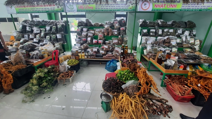 Products from medicinal plants in Quang Nam province are currently only at the initial processing level, not yet fully promoting their value. Photo: L.K.