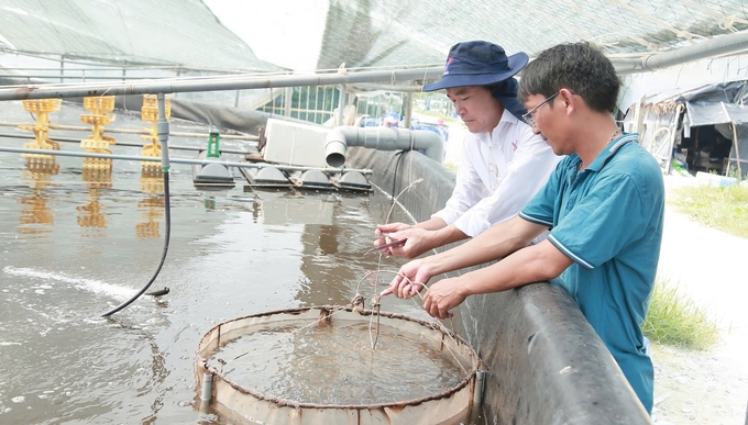 Phát huy hết tiềm năng, lợi thế của con tôm là mục tiêu lớn của ngành thủy sản Việt Nam. Ảnh: Việt Khánh.