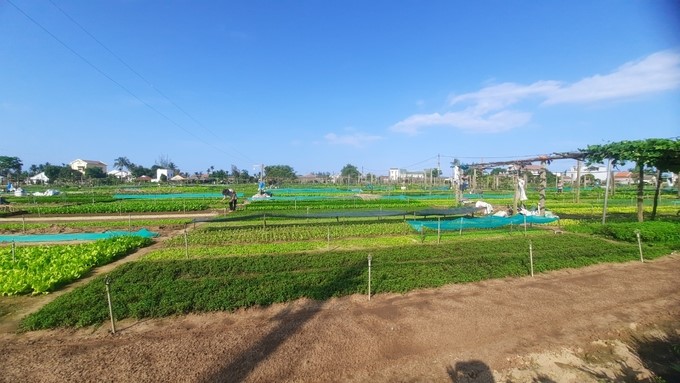 Tra Que Vegetable Village (Cam Ha commune, Hoi An city, Quang Nam) has an area of about 18 hectares with over 200 households working in vegetable growing. Photo: L.K.