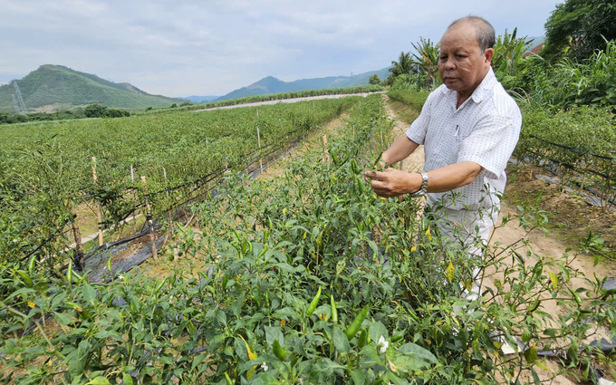 Nhờ trồng ớt VietGAP, bà con có thể chăm sóc để thu quả lần 2 mà không phải trồng lại. Ảnh: KS.