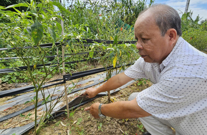 Ớt trồng theo phương pháp phủ bạt kết hợp tưới nhỏ giọt nên năng suất tăng cao, giảm đáng kể công chăm sóc và chi phí bảo vệ thực vật. Ảnh: KS.