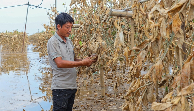 Vùng chuyên canh cây phật thủ tại xã Đắc Sở (huyện Hoài Đức, Hà Nội) thiệt hại nặng do mưa lũ.