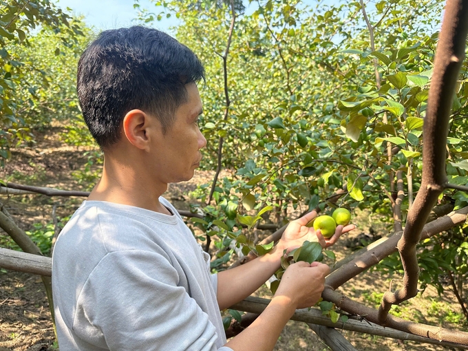 Sản phẩm OCOP đang đem lại giá trị khác biệt trong sản xuất nông nghiệp tại xã Mường Bú. Ảnh: Đức Bình.