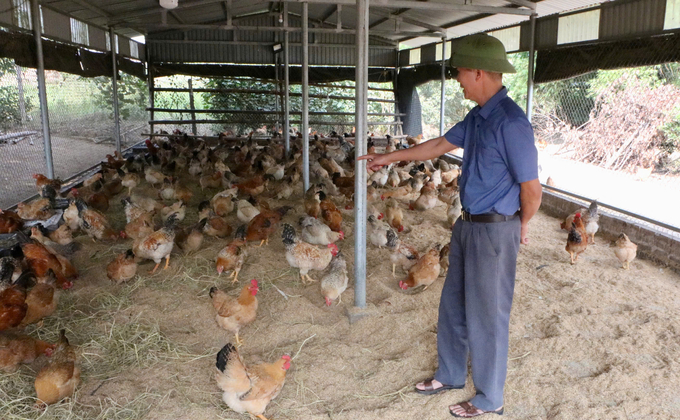 Từ đàn gà Tiên Yên, mỗi năm ông Cường thu lợi nhuận trên 300 triệu đồng. Ảnh: Cường Vũ.