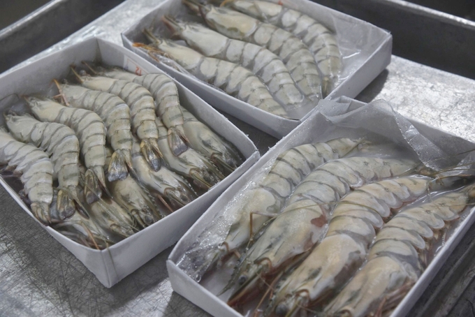 The green transition process in seafood processing in general, and frozen shrimp processing in particular, is currently facing many challenges. Photo: Hong Tham.