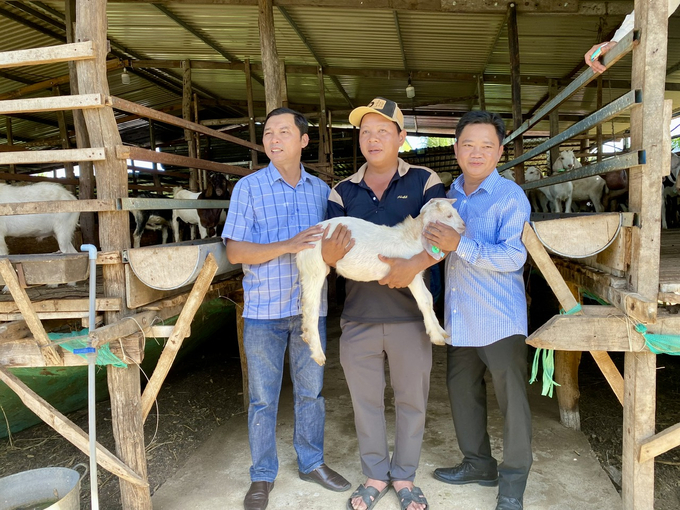 Công ty TNHH Nhật Nhành Food giao dê giống cho các hộ liên kết chăn nuôi. Ảnh: Nguyễn Cơ.