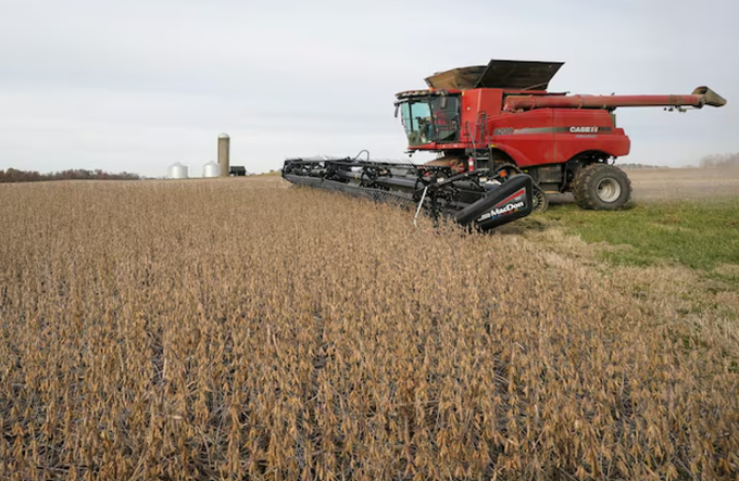 Soybeans are harvested from a field on Hodgen Farm in Roachdale, Indiana, U.S. November 8, 2019.