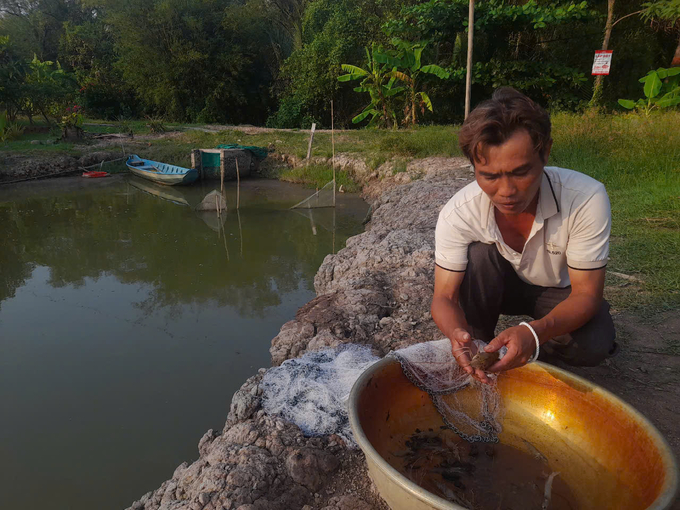 Tra Vinh Province encourages farmers to apply technology in shrimp farming while also creating favorable conditions for farmers to access loans. Photo: Ho Thao.