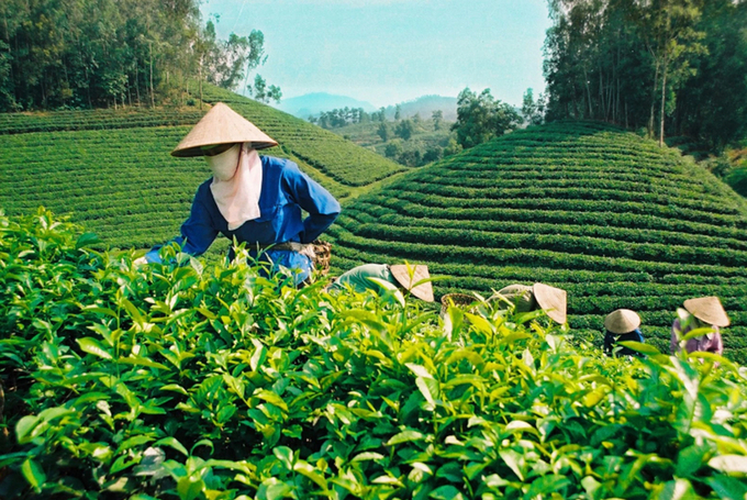 Vietnam's tea exports during the first 10 months of 2024 totaled more than 120,000 tons, with a value of nearly USD 212 million.