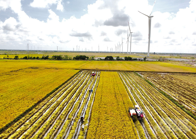 In 2025, Bac Lieu province will produce 28.000 hectares of high-quality, low-emission rice. Photo: Trong Linh.