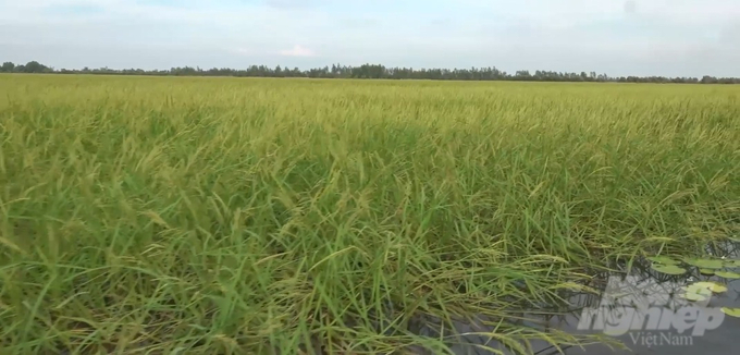 The amount of alluvium deposited in this floating rice model is 3 times higher than the 3-crop rice farming model. Photo: VAN.