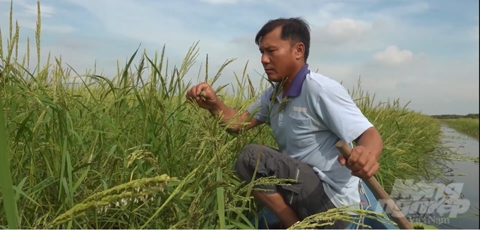 The floating rice growing model is implemented by WWF-Vietnam in Vinh Dai commune, Tan Hung district, Long An province. Photo: VAN.