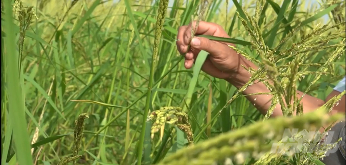 The model of floating rice growing using the Nang Tay Dum variety brings to farmers a profit of 10–12 million VND/ha. Photo: VAN.